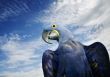 Hyacinth Macaw