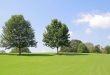 Two Trees on Hill