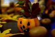 plant pumpkin