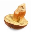 Bay Bolete