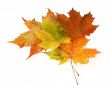 group of maple leaves #3