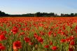 Field with poppies