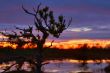 Sunrise on bogs