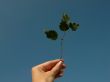 Branch in a hand on a background of the blue sky