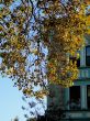 Autumn Leaves