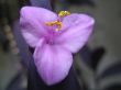small violet blossom