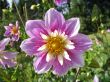 blossom of the dahlia