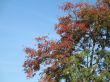 tree in the autumn with the sky in the background
