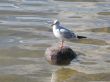 gull on the stone