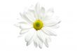 white daisy isolated