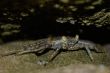 the ecuadorian crab in the cave on pacific ocean