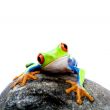 frog on rock