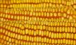 Yellow Corn