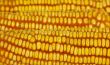 Yellow Corn