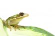 green tree frog