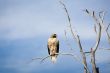 hawk on dead tree