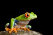 frog on a rock