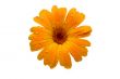 yellow wet gerber daisy over white