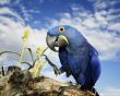 Hyacinth Macaw