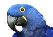 Hyacinth Macaw