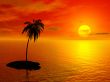 palm on the uninhabited island