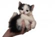 kitten