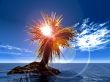palm on the island