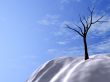winter tree