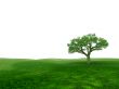 single tree
