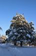 snow-bound trees