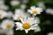 white camomiles