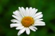 white camomile