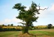 Old Tree Standing
