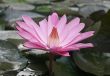 Blooming of lotus flower