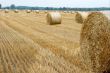 Field