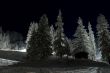 Snowy trees