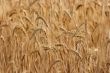 Wheat