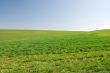 Field