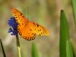 Gulf Fritillary