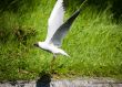 Flight of the seagull