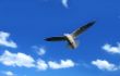 flying seagull