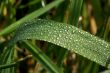 Drops...