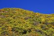 Bright landscape. Blue sky, yellow-green bush.