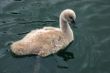 Cute swan chick
