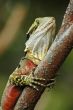 Colorful lizard on a tree close-up.