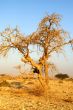 Desert landscape