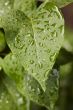 Green leaves after a rain