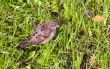Sparrow in a green grass