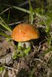 orange-cap fungus