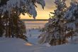 snow-bound trees